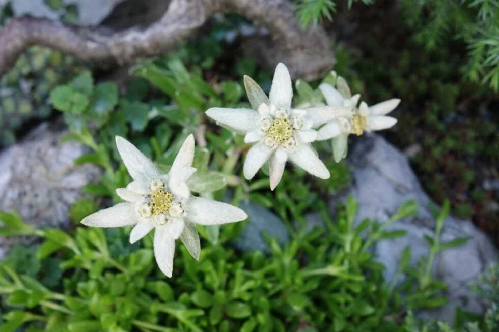 Flor de nieve: Una estrella de los Alpes es nueva en los jardines de rocas