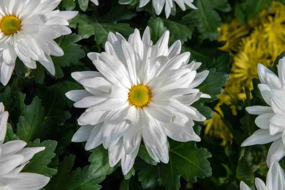 Cómo elegir crisantemos para tu jardín de otoño — no solo los clásicos