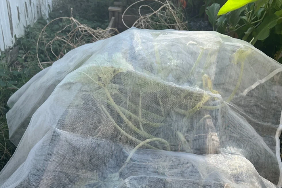 Simple Row Covers to Save Late-Summer Vegetables from Frost Threat